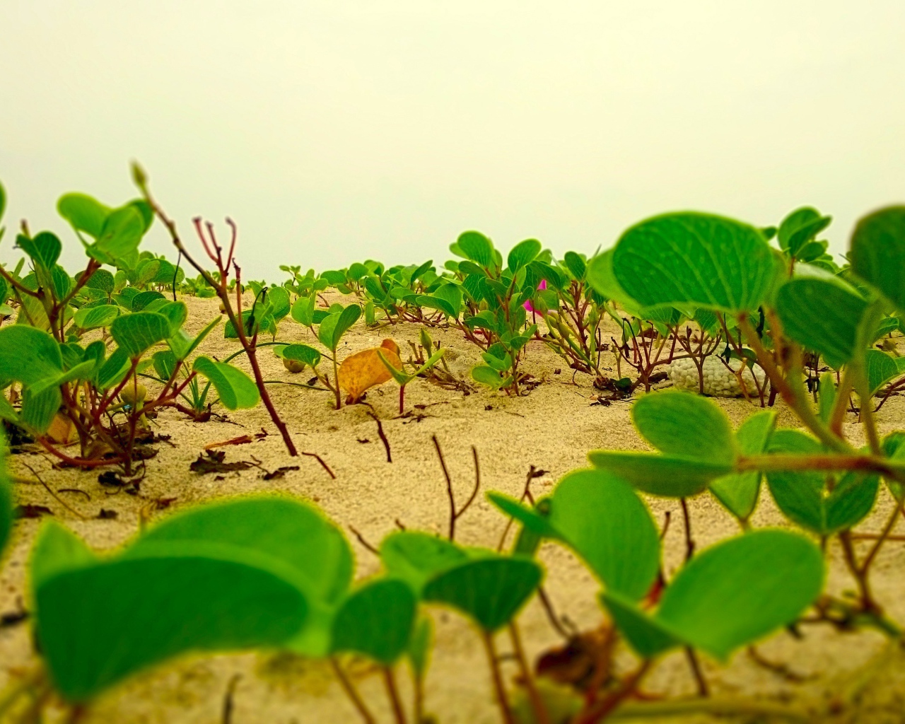 Цветы лотоса растут на песке