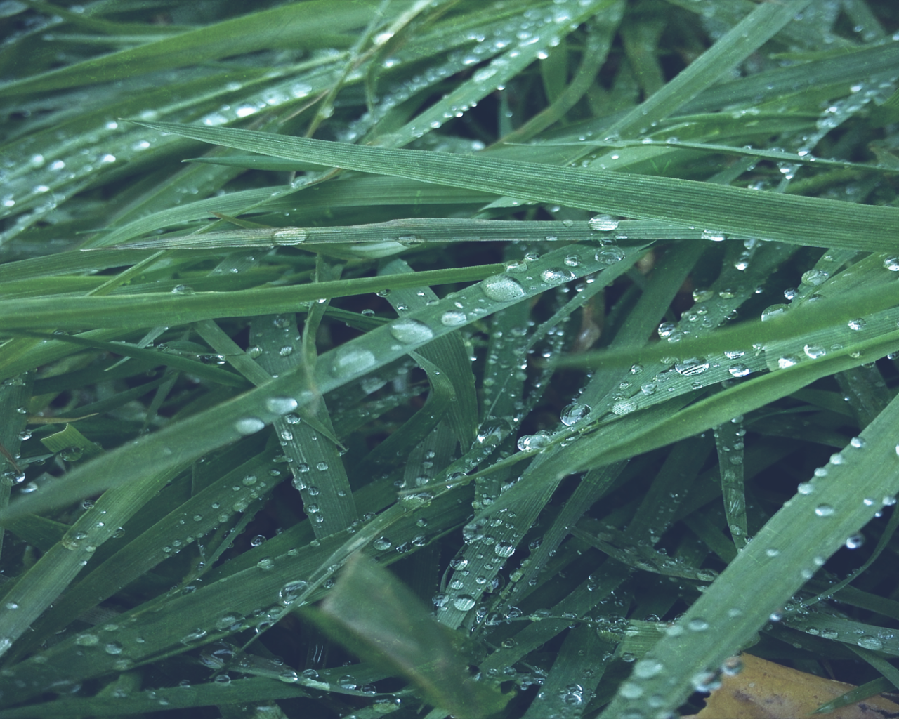 Макро фото росы на траве