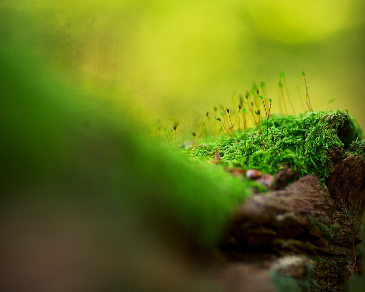 Макро фото мха на дереве