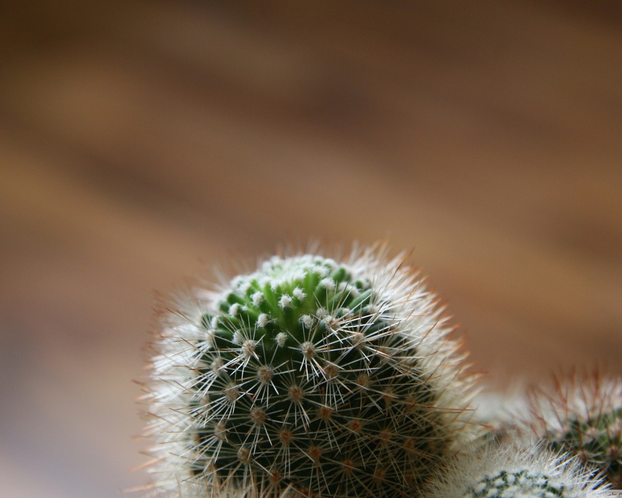 Макро фото бутона кактуса