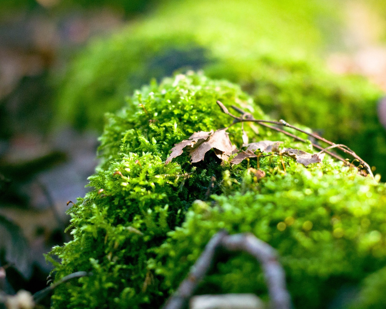 Макро фото зеленого мха