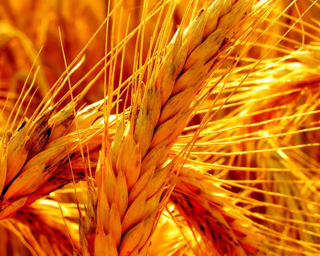 Макро фото оранжевой зрелой пшеницы
