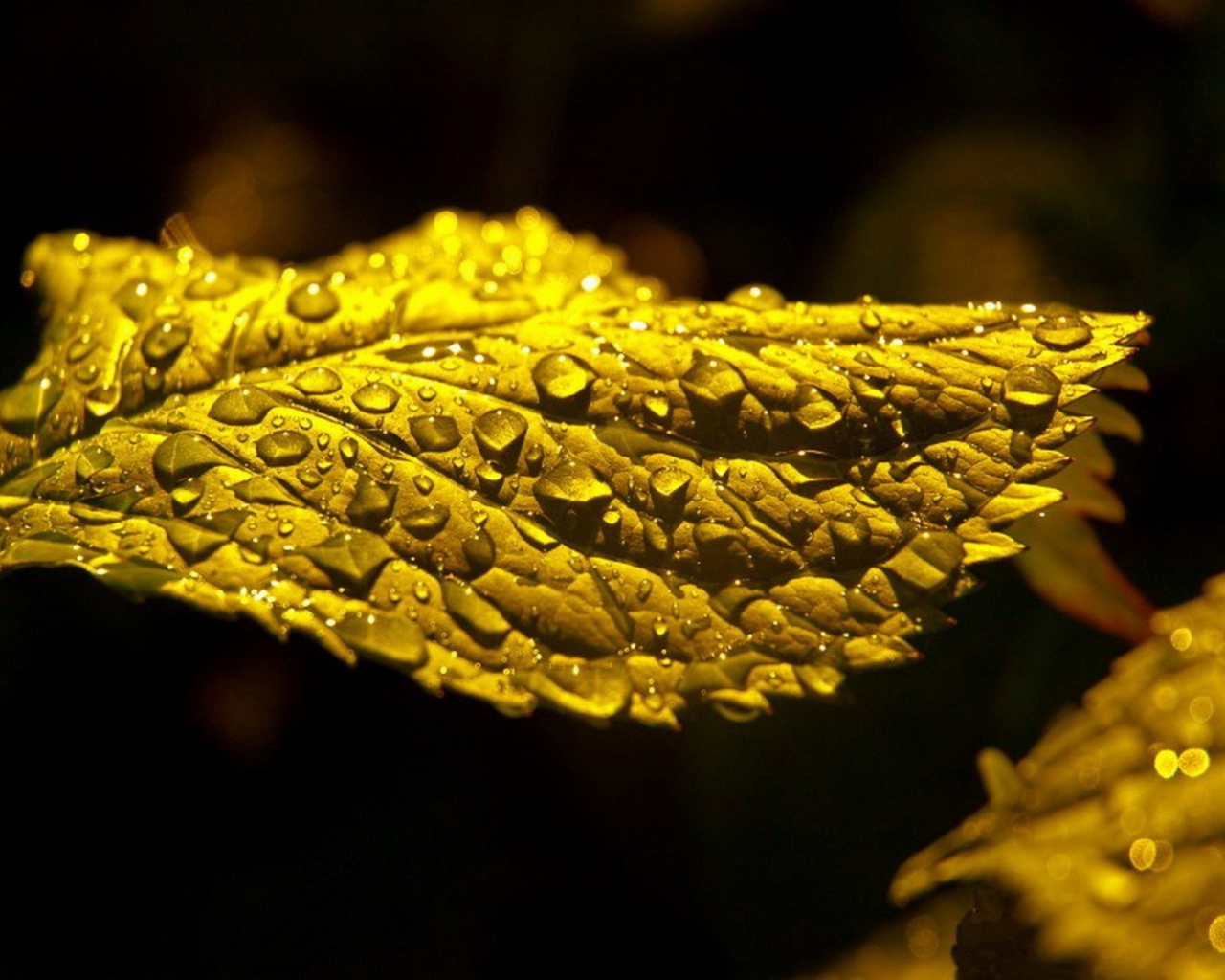 Макро фото капель влаги на зеленом листе