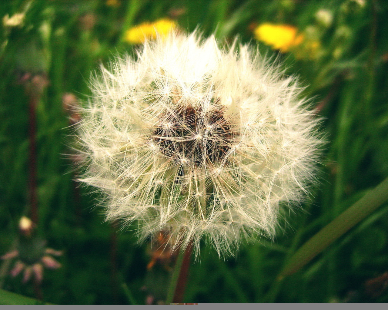 Созревший пушистый одуванчик