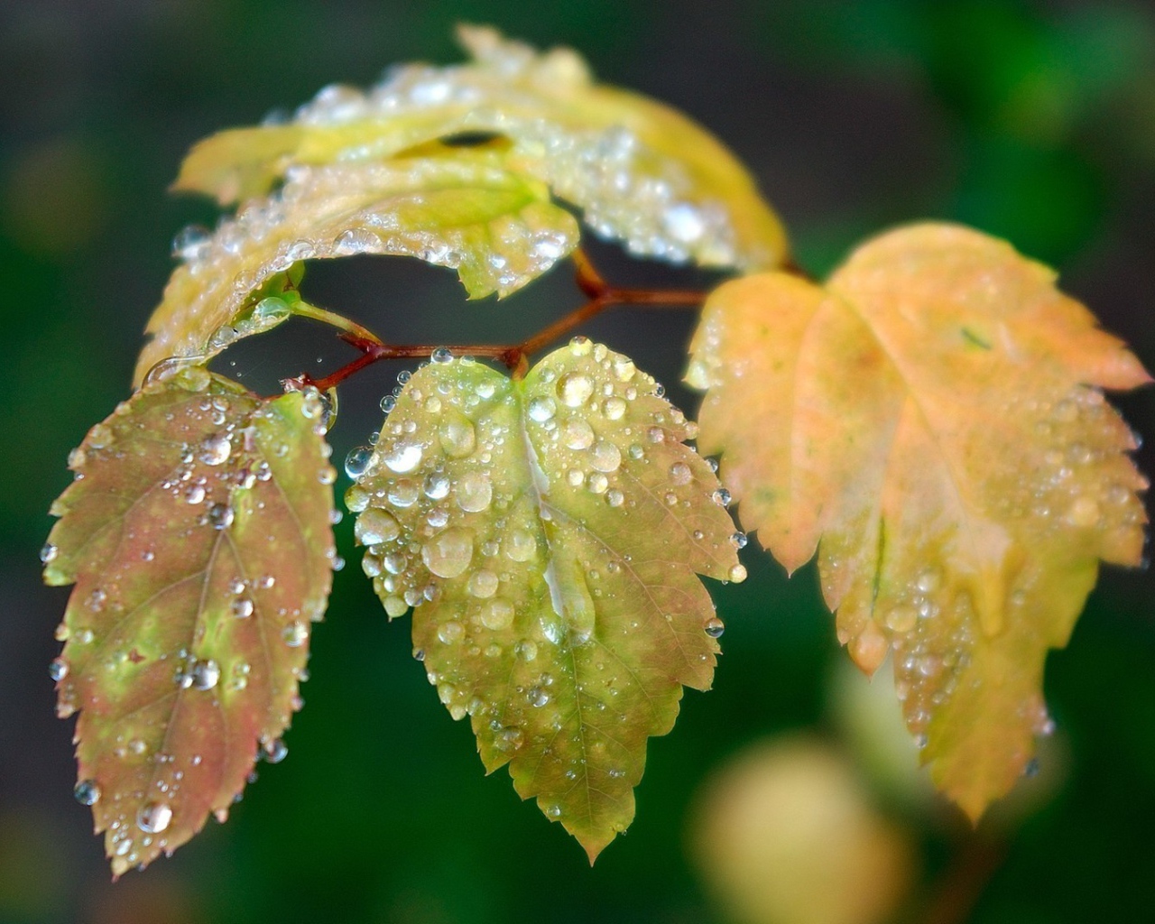 Влага на листьях ветки березы
