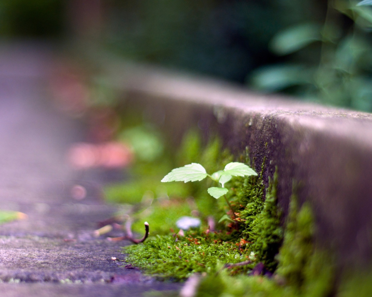 Мох у обочины дороги