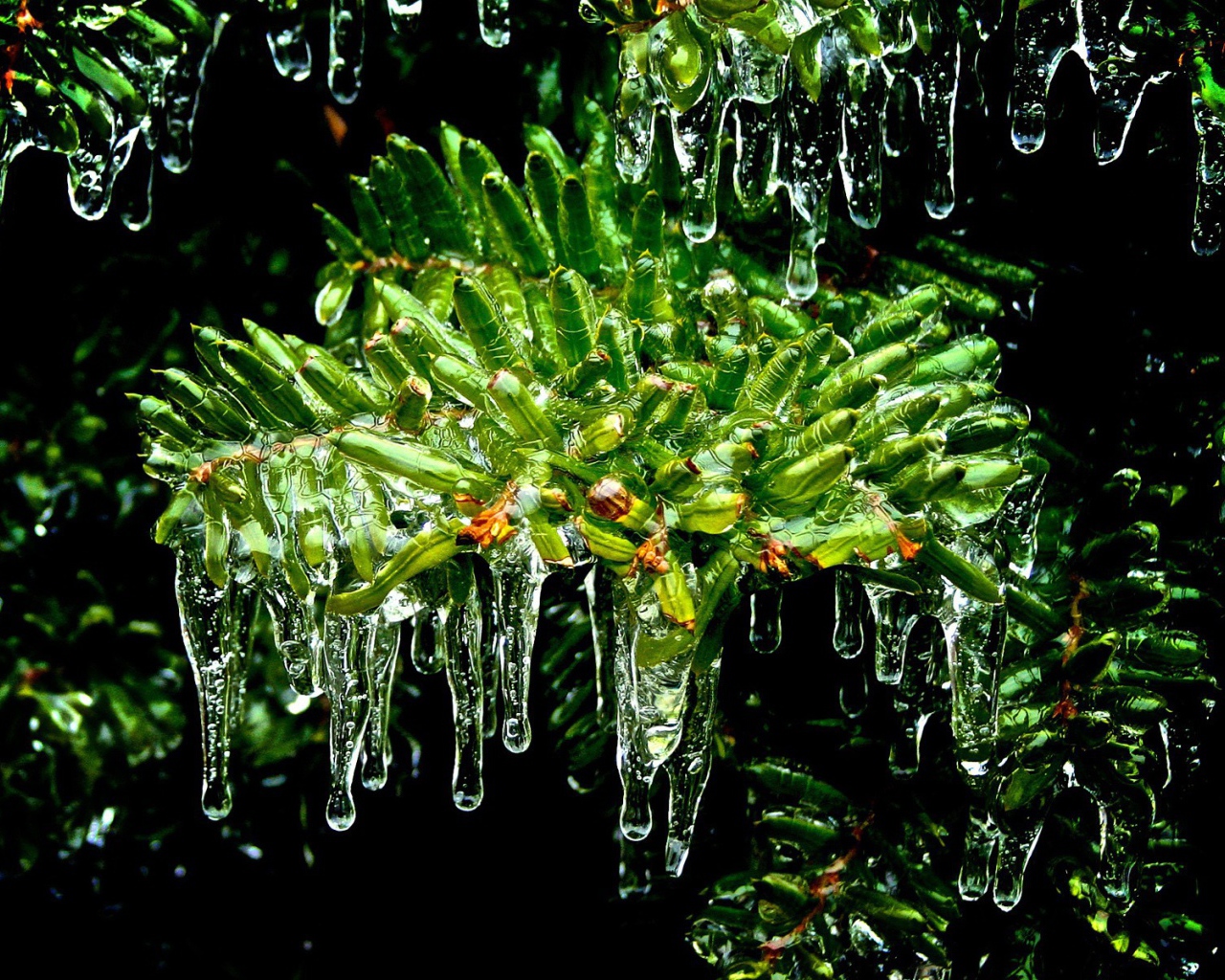 Мох под каплями дождя