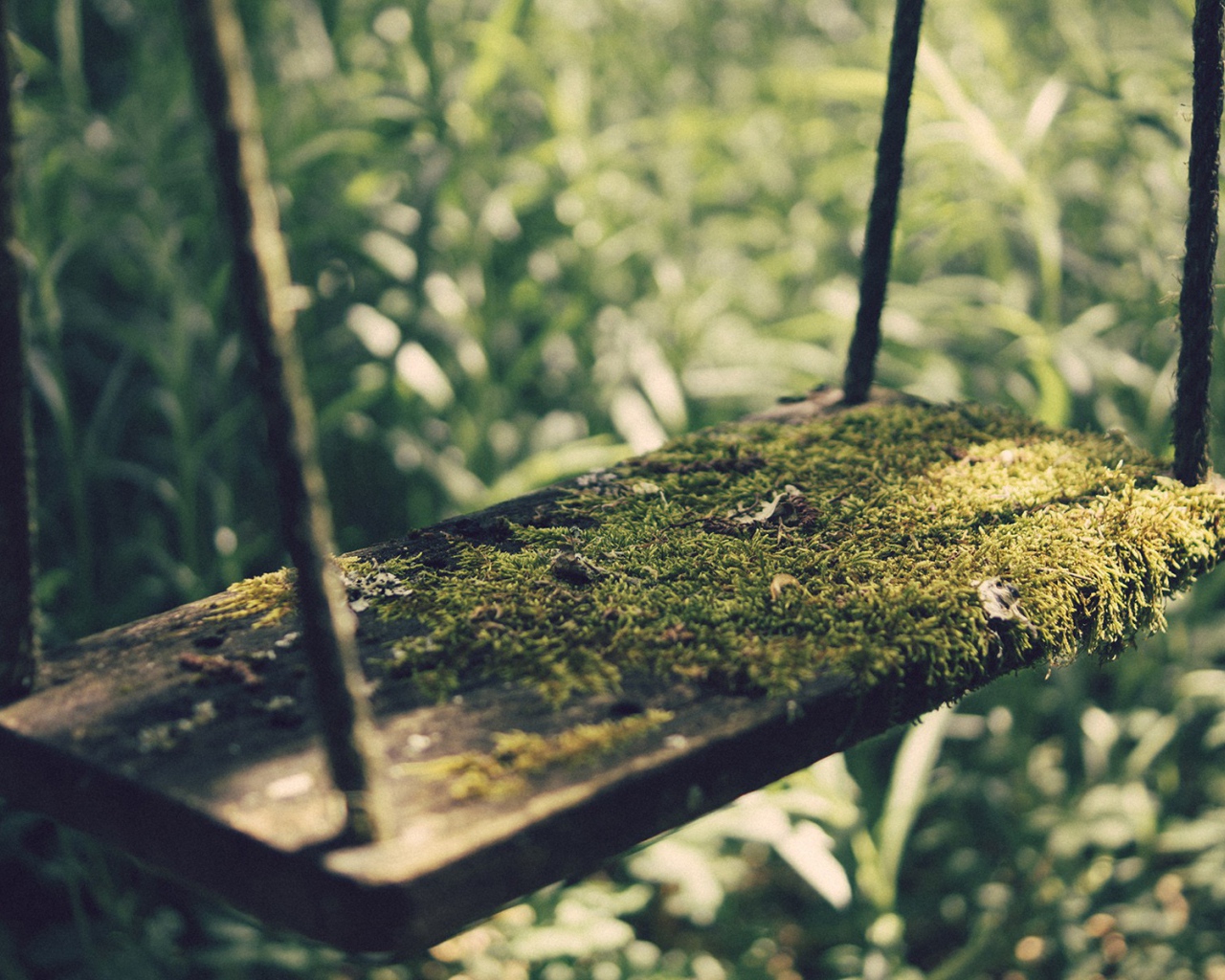 Мох на детских качелях