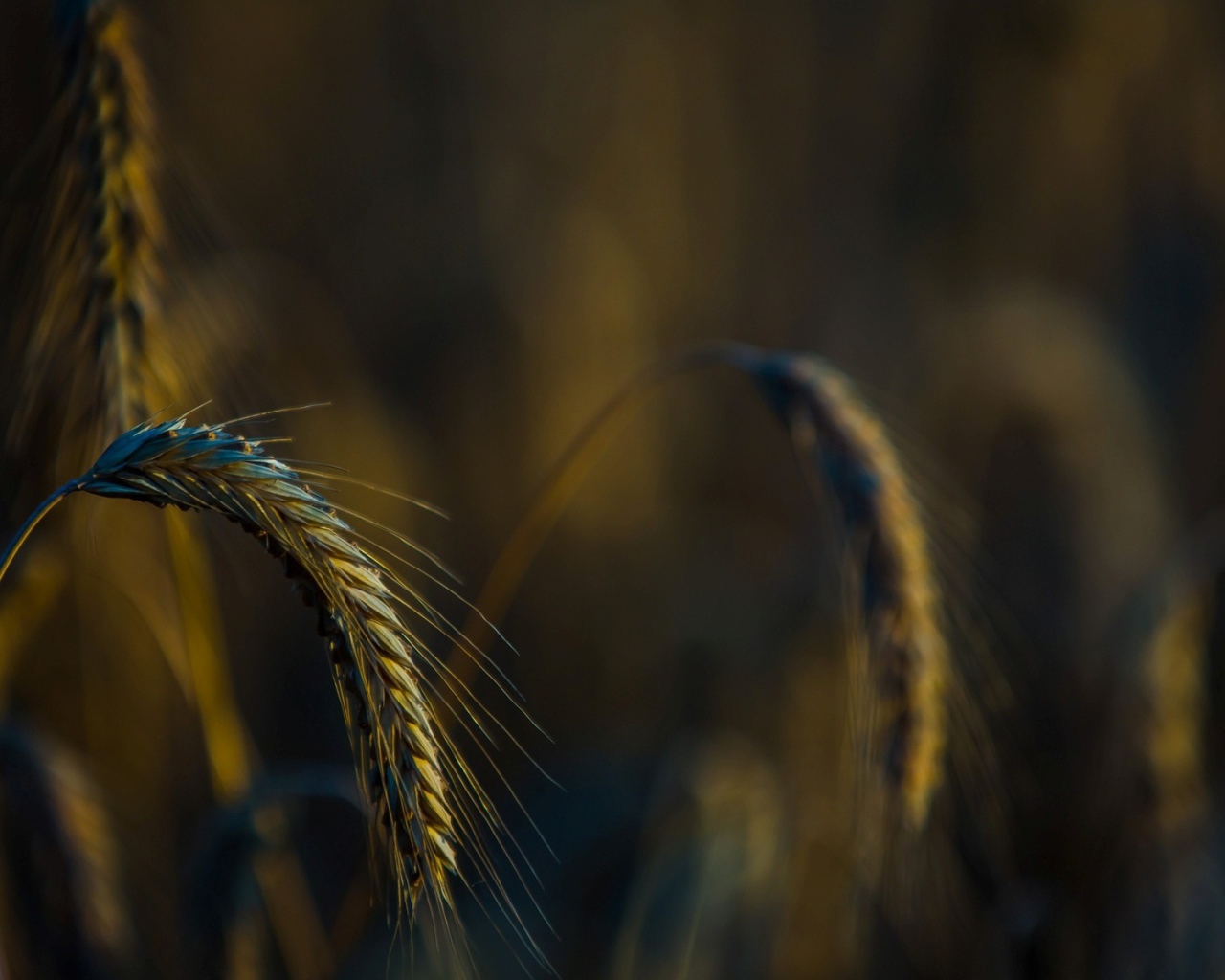 Налившийся колосок склонился вниз