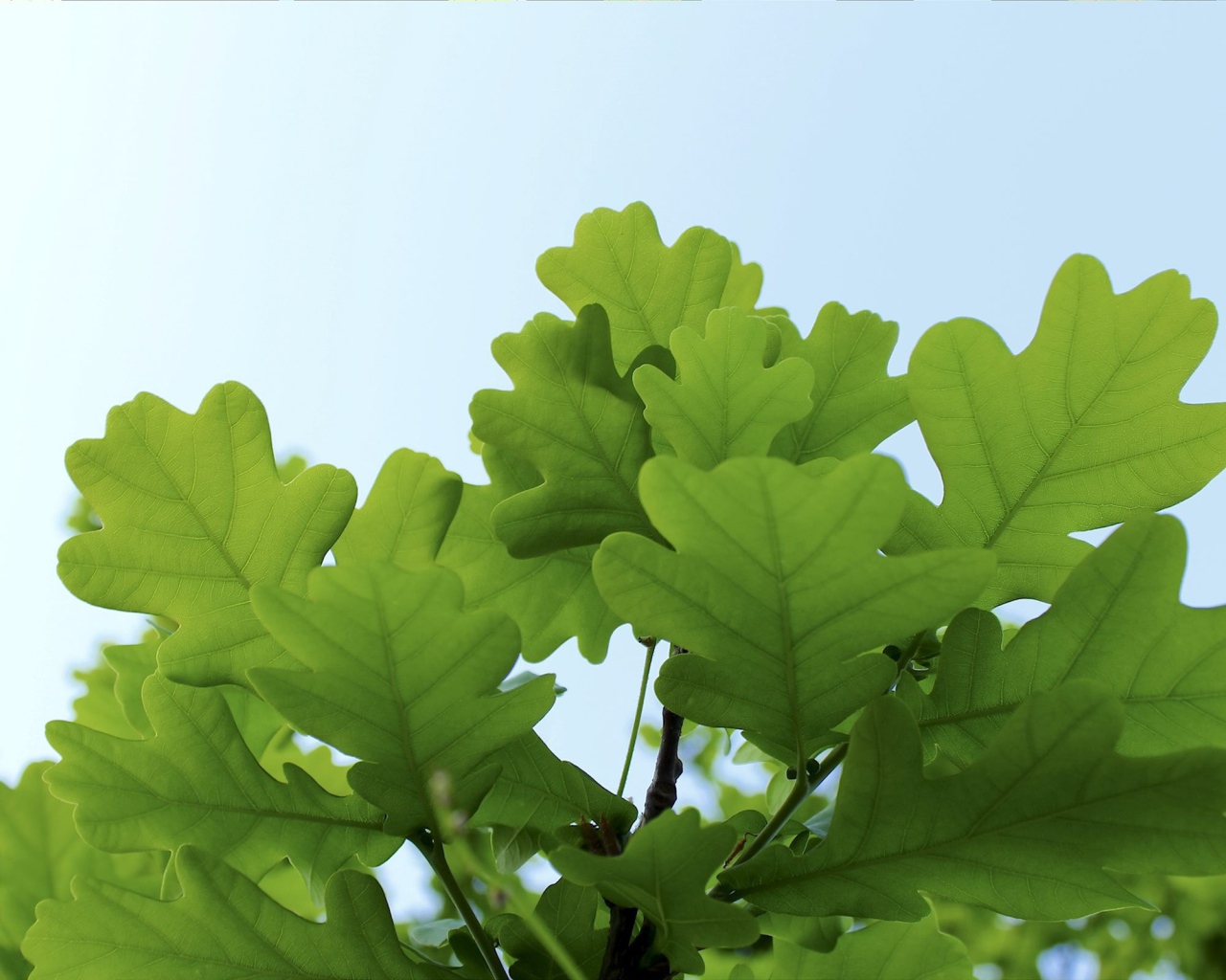 Листья дуба на фоне неба
