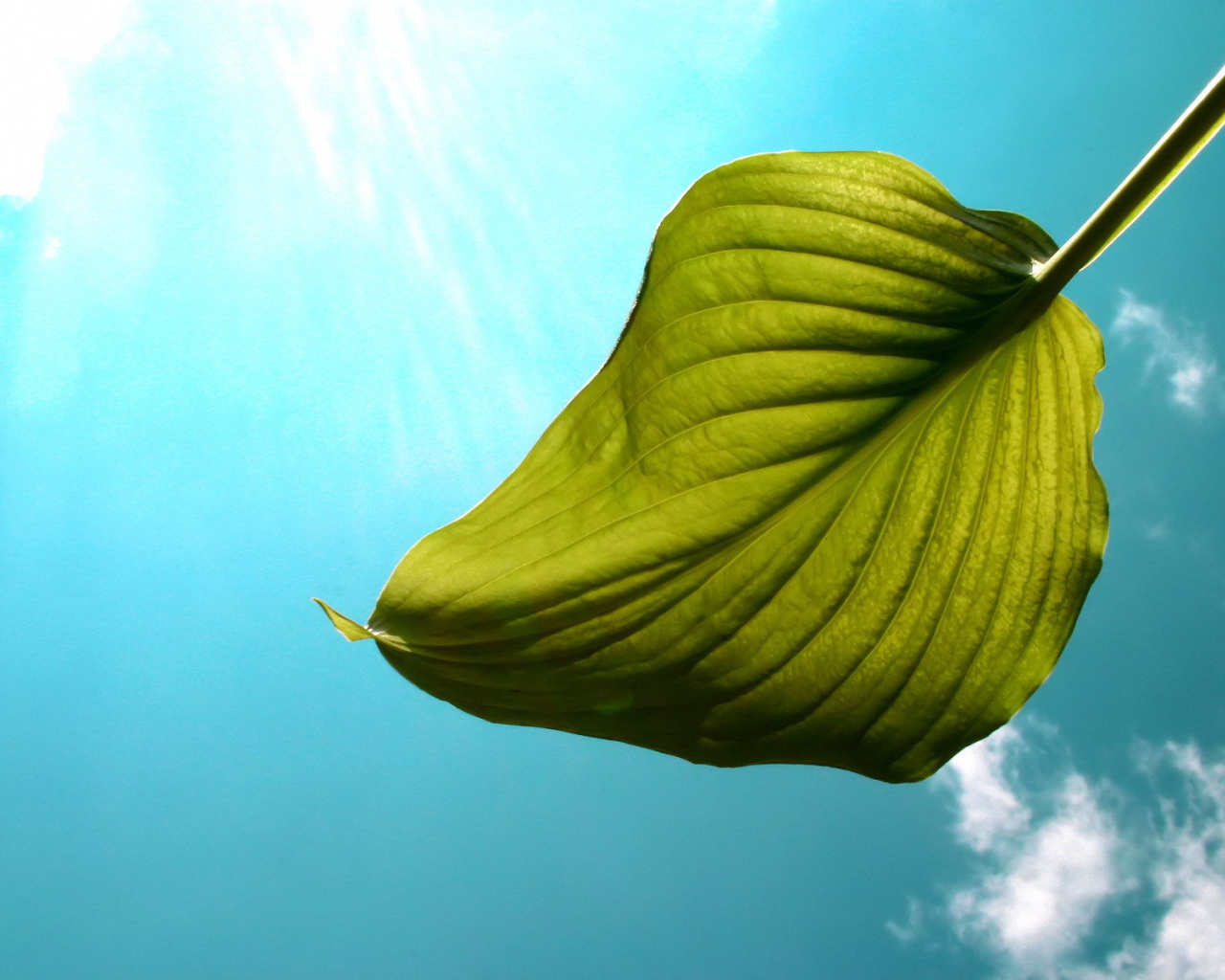 Один листок на фоне неба