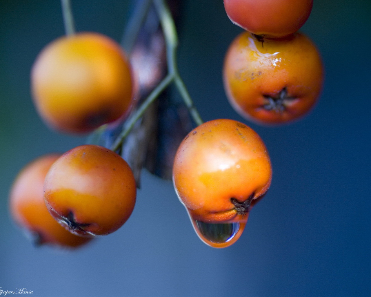 Оранжевые ягоды