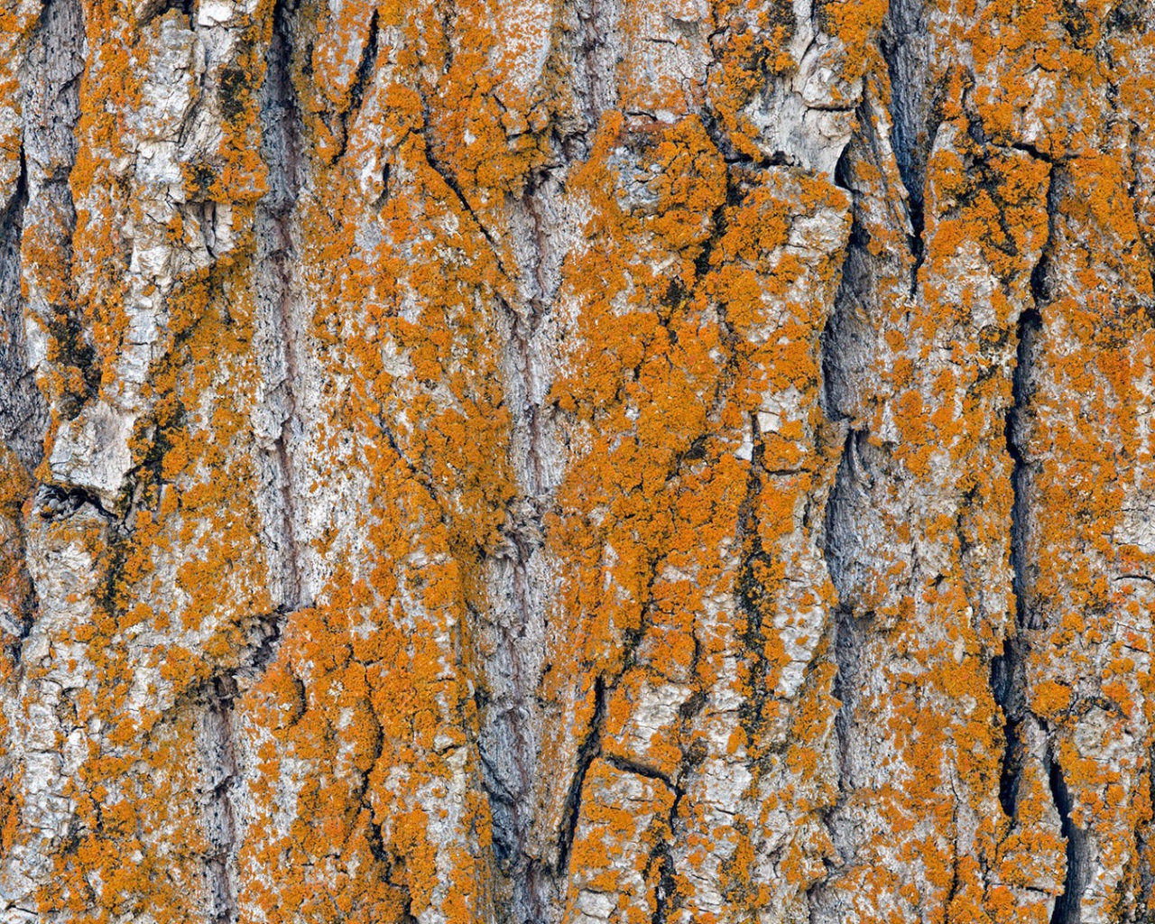 Оранжевый лишай на коре дерева