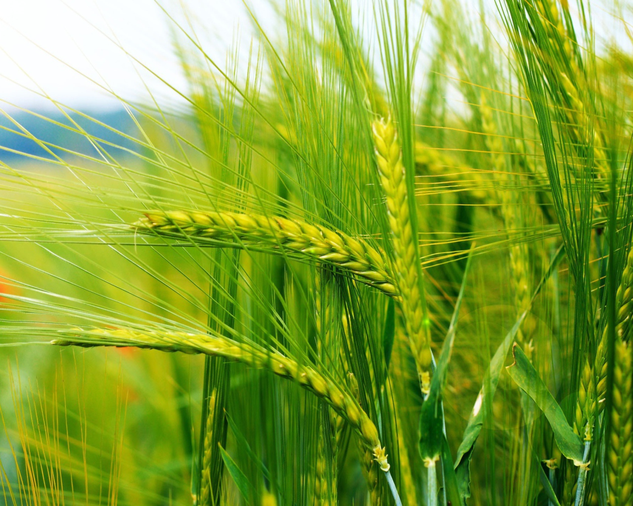 Нежно зеленые колоски пшеницы