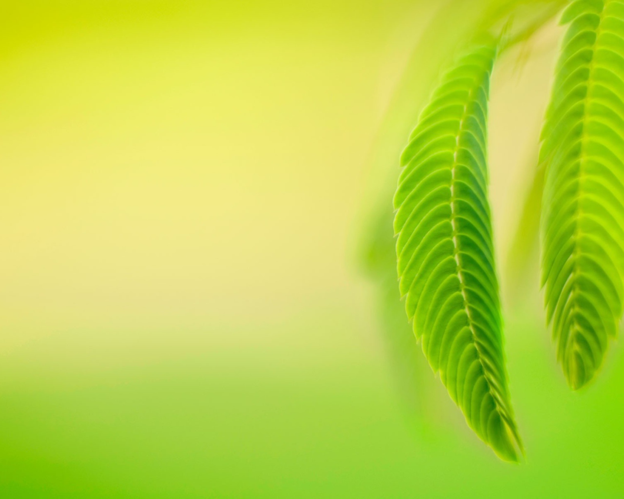 Нежно зеленые листья весной