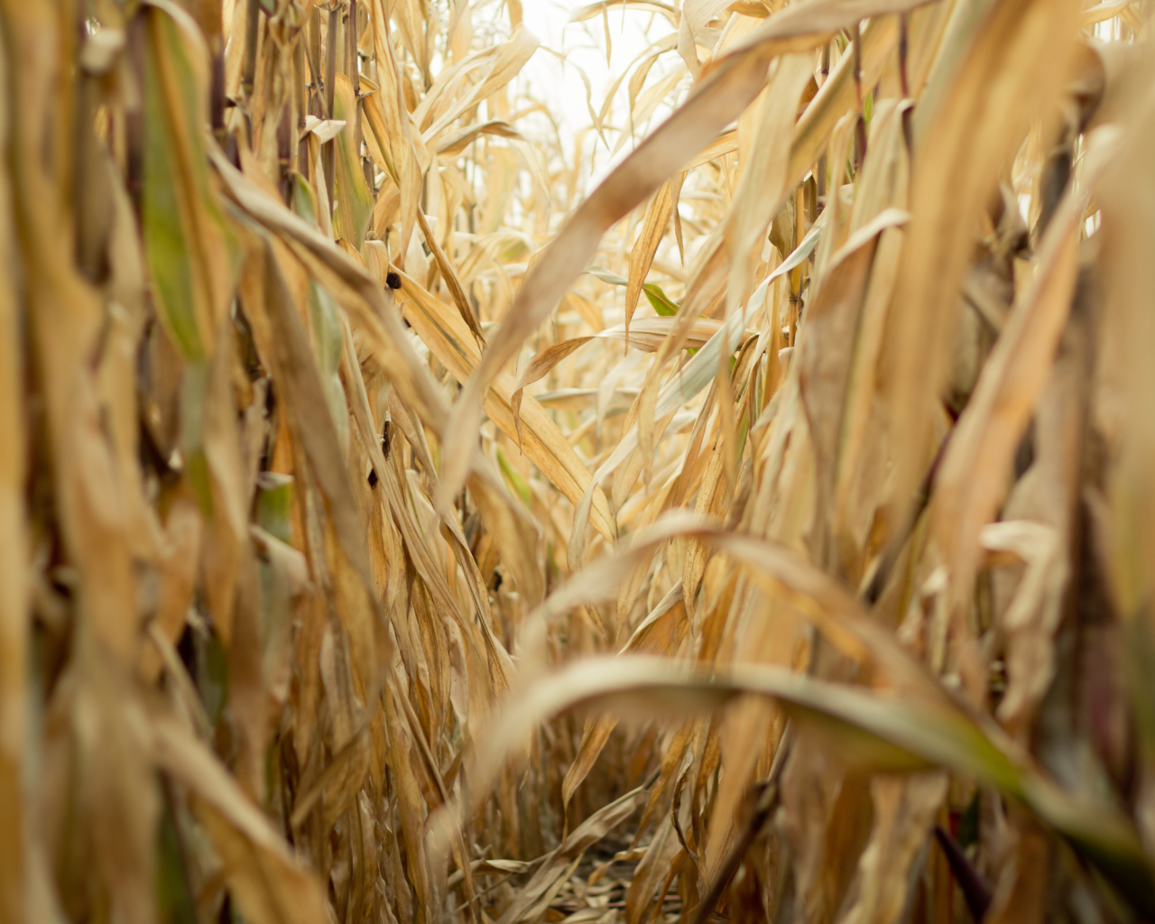 Проход в зарослях сухой кукурузы