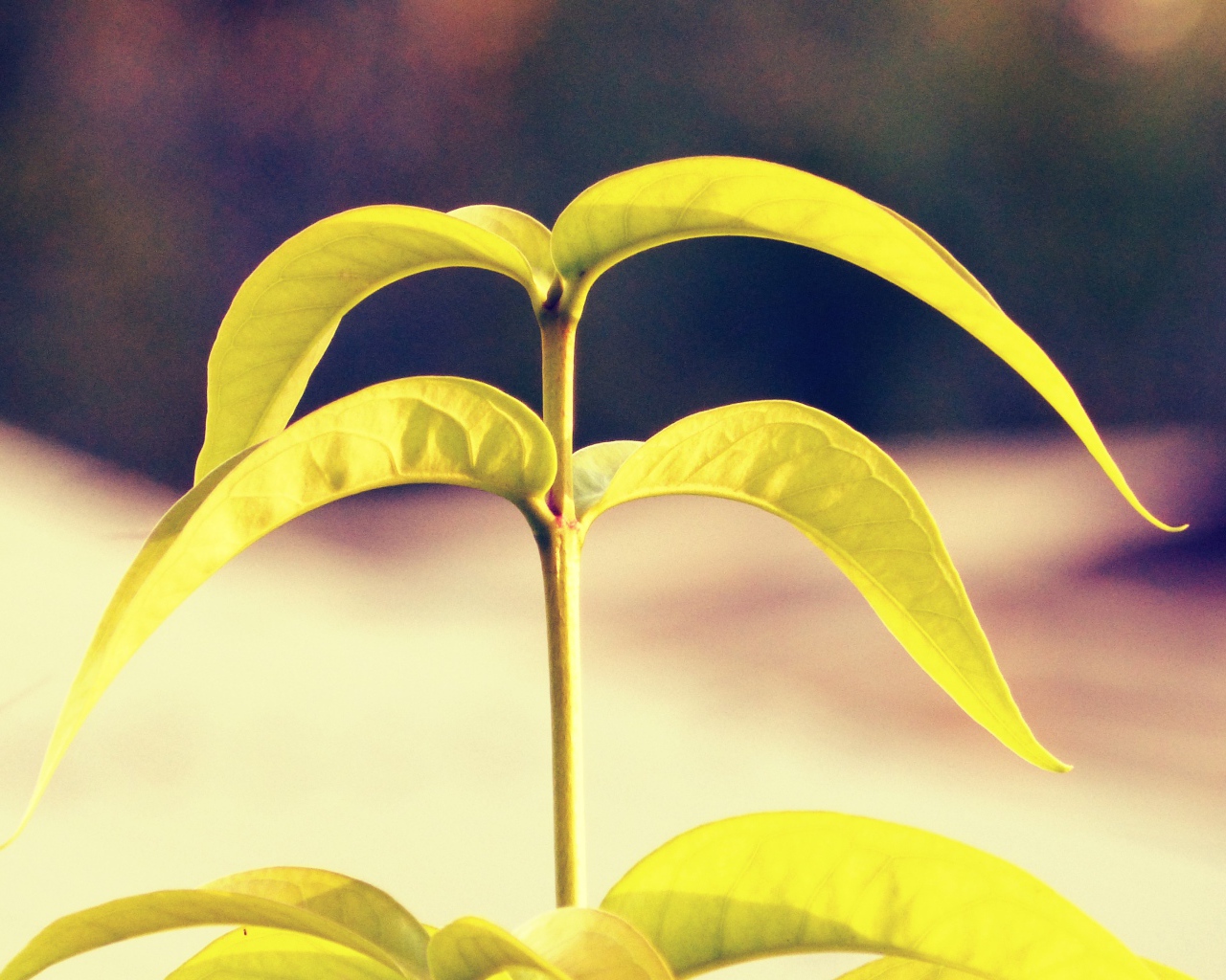 Лепестки растения папайя