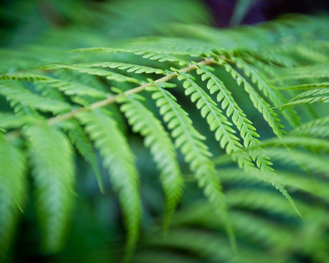 Фото листьев папоротника вблизи