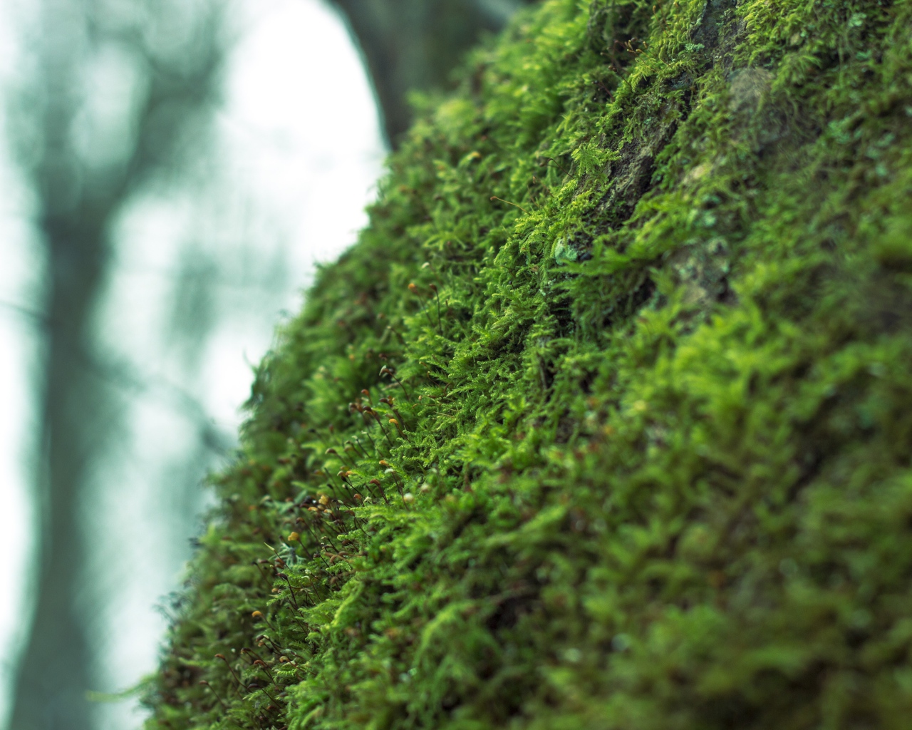 Фото мха крупным планом
