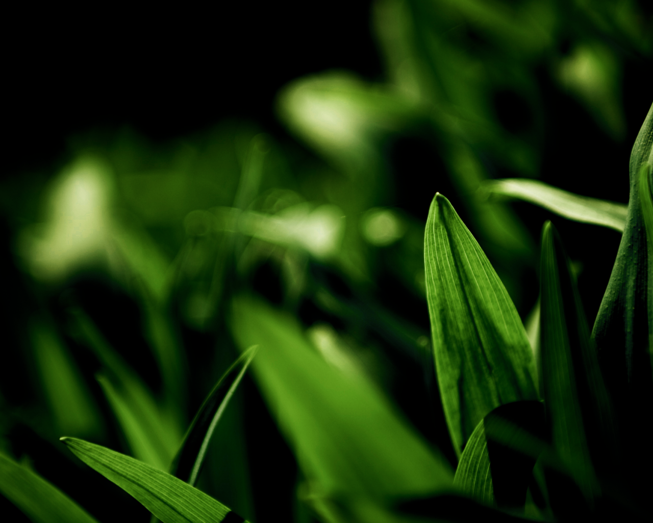 Фотография молодых зеленых травинок