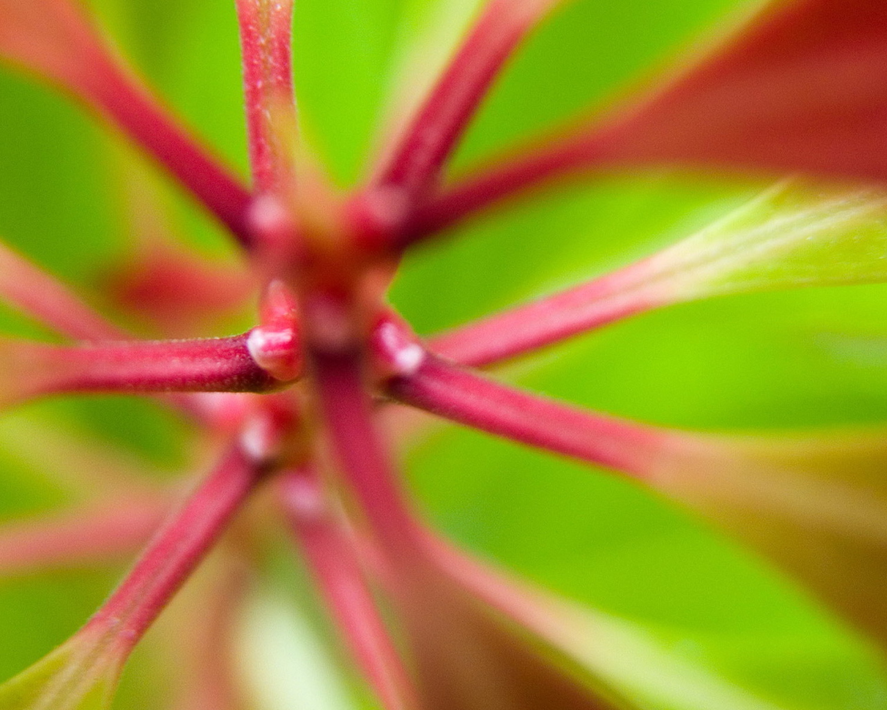 Розовые стебли растения