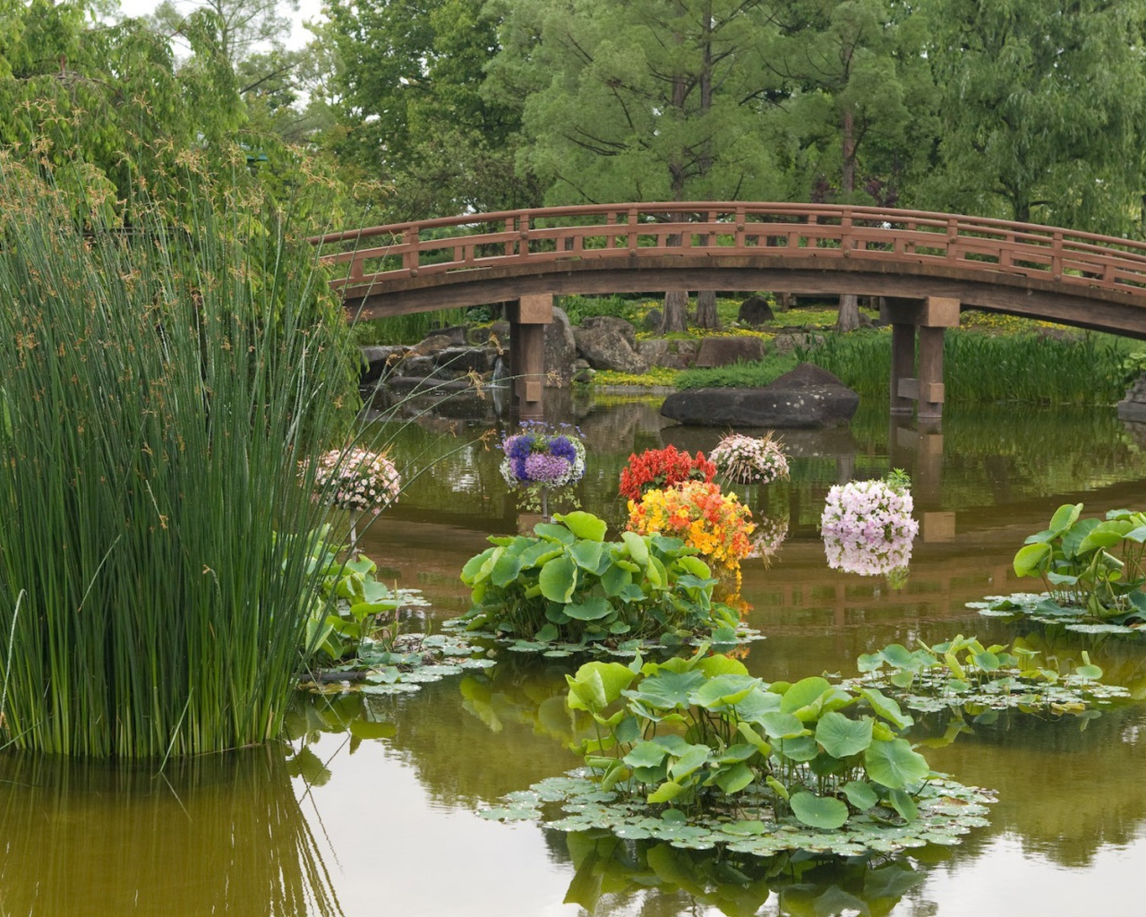 Растения в пруду в саду