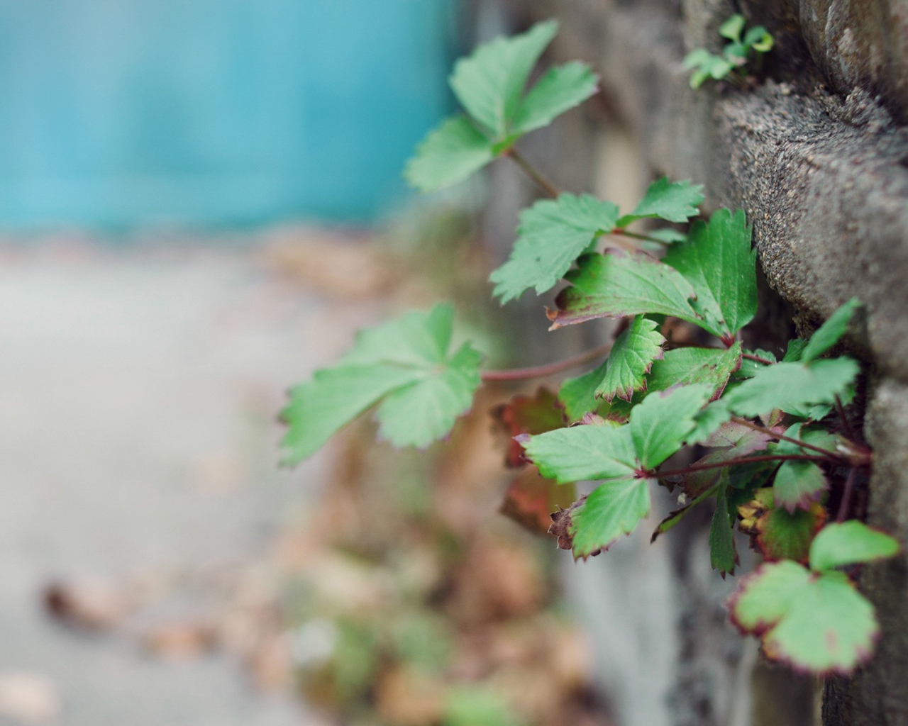 Растения пробиваются сквозь забор