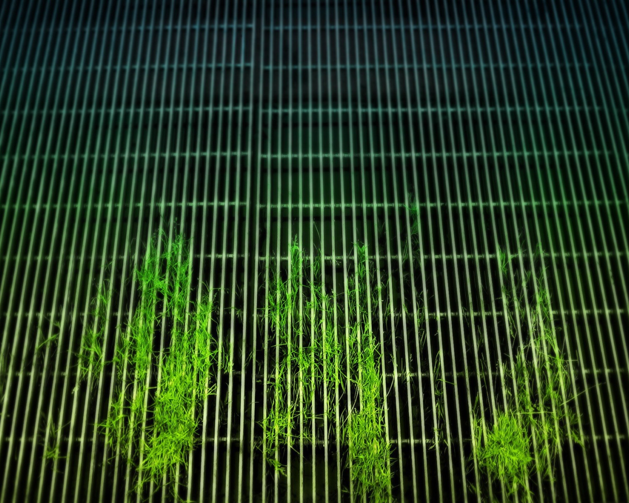 Растения пробиваются сквозь решетку