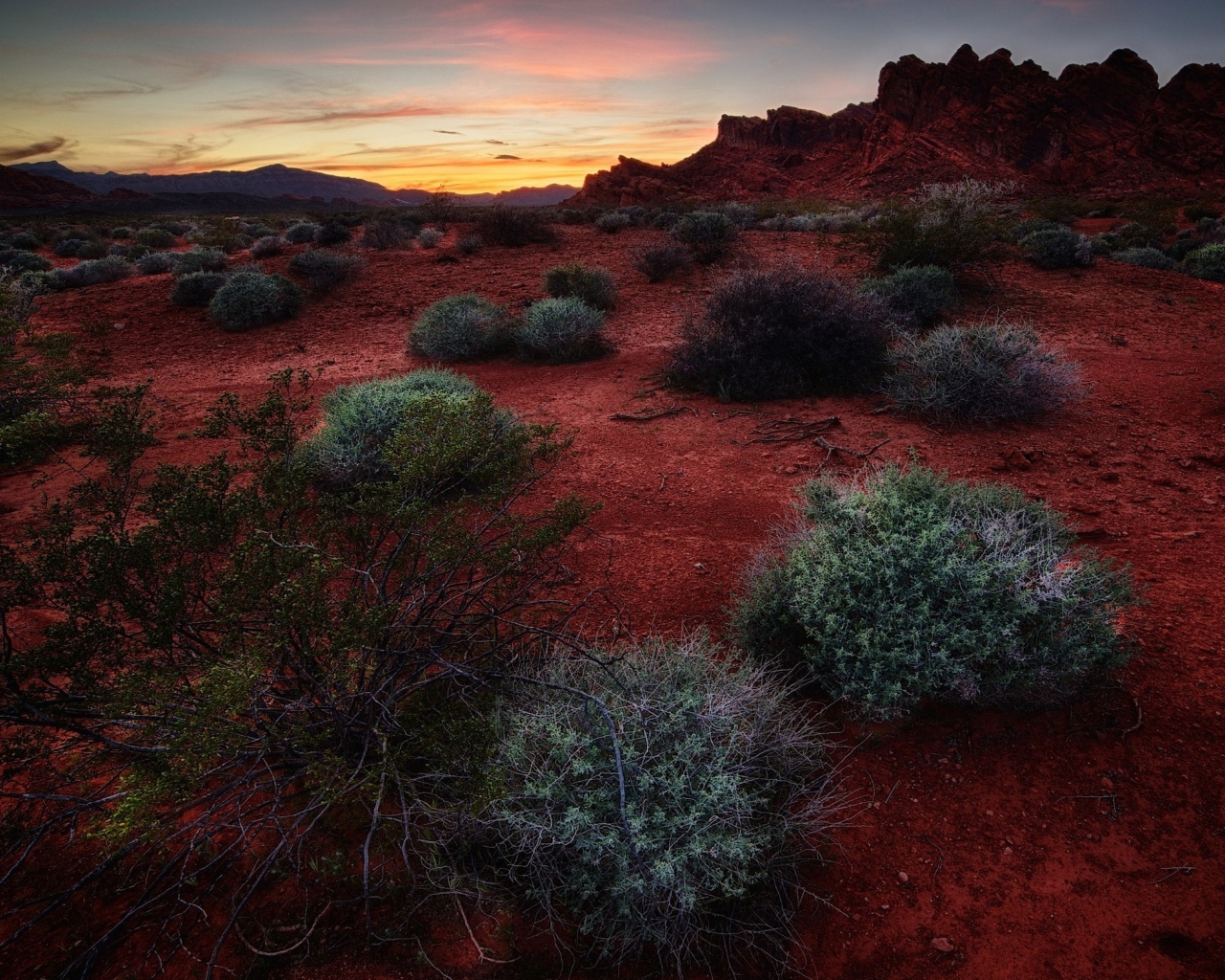 Растения сорняки на красной почве