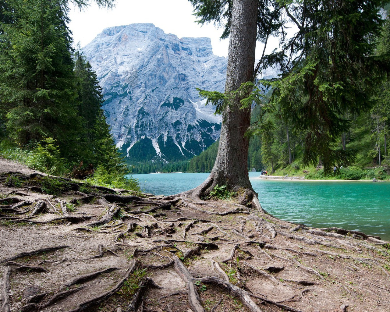 Мощная корневая система у дерева