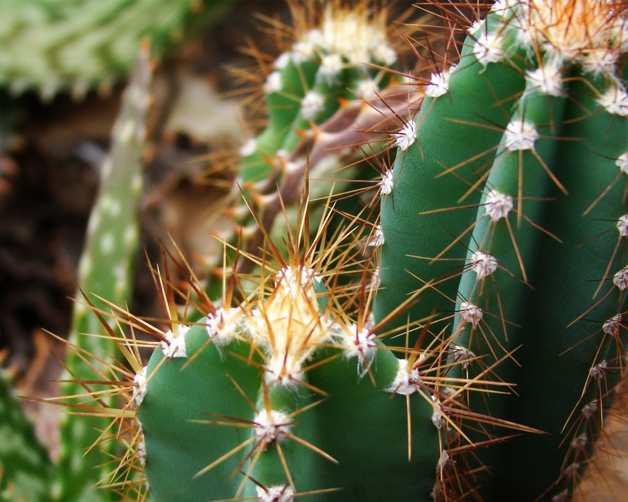 Колючие зеленые кактусы