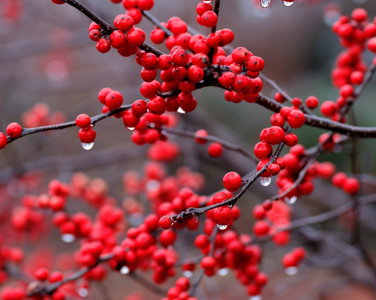 Капли дождя на ягодах калины