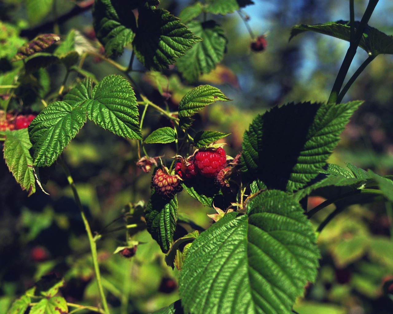 Малина созревает на кустах