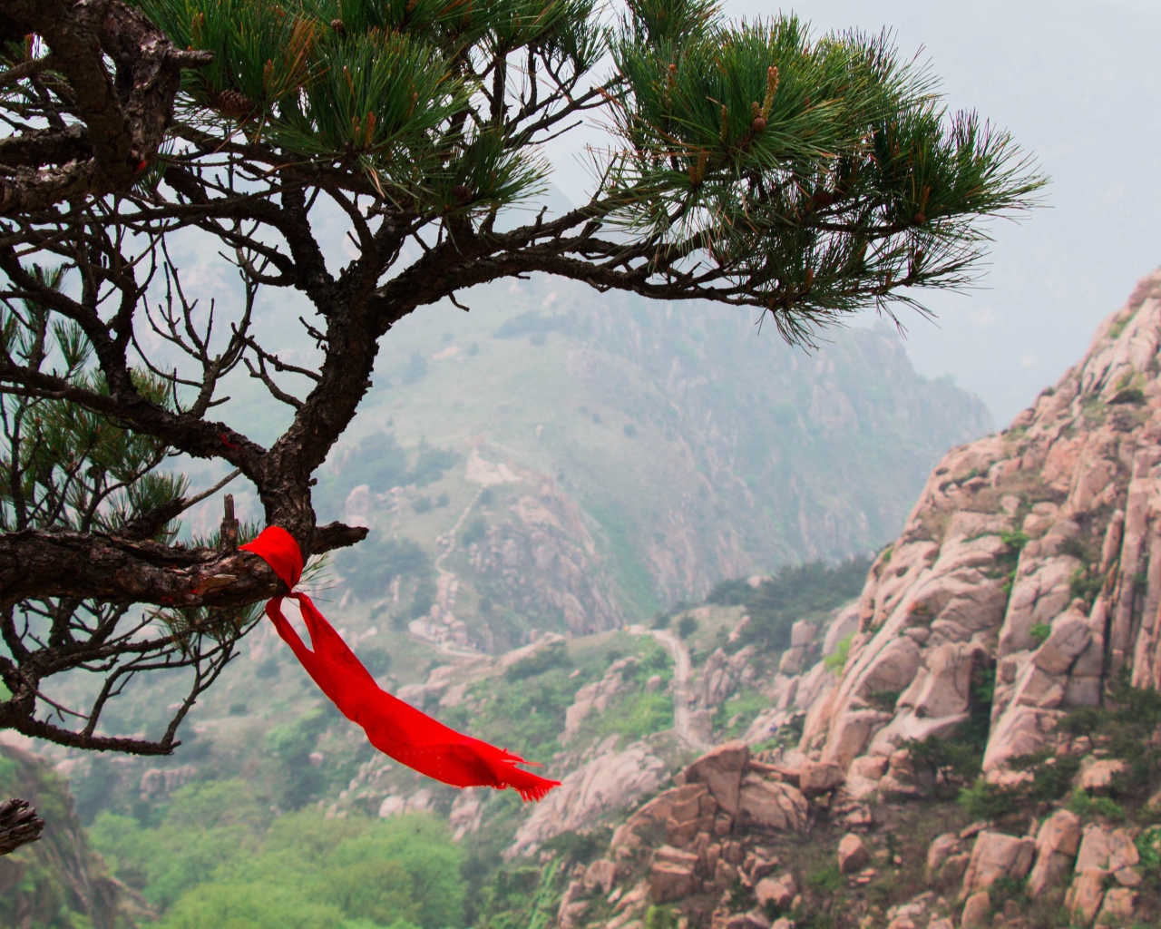 Красная лента на хвойном дереве