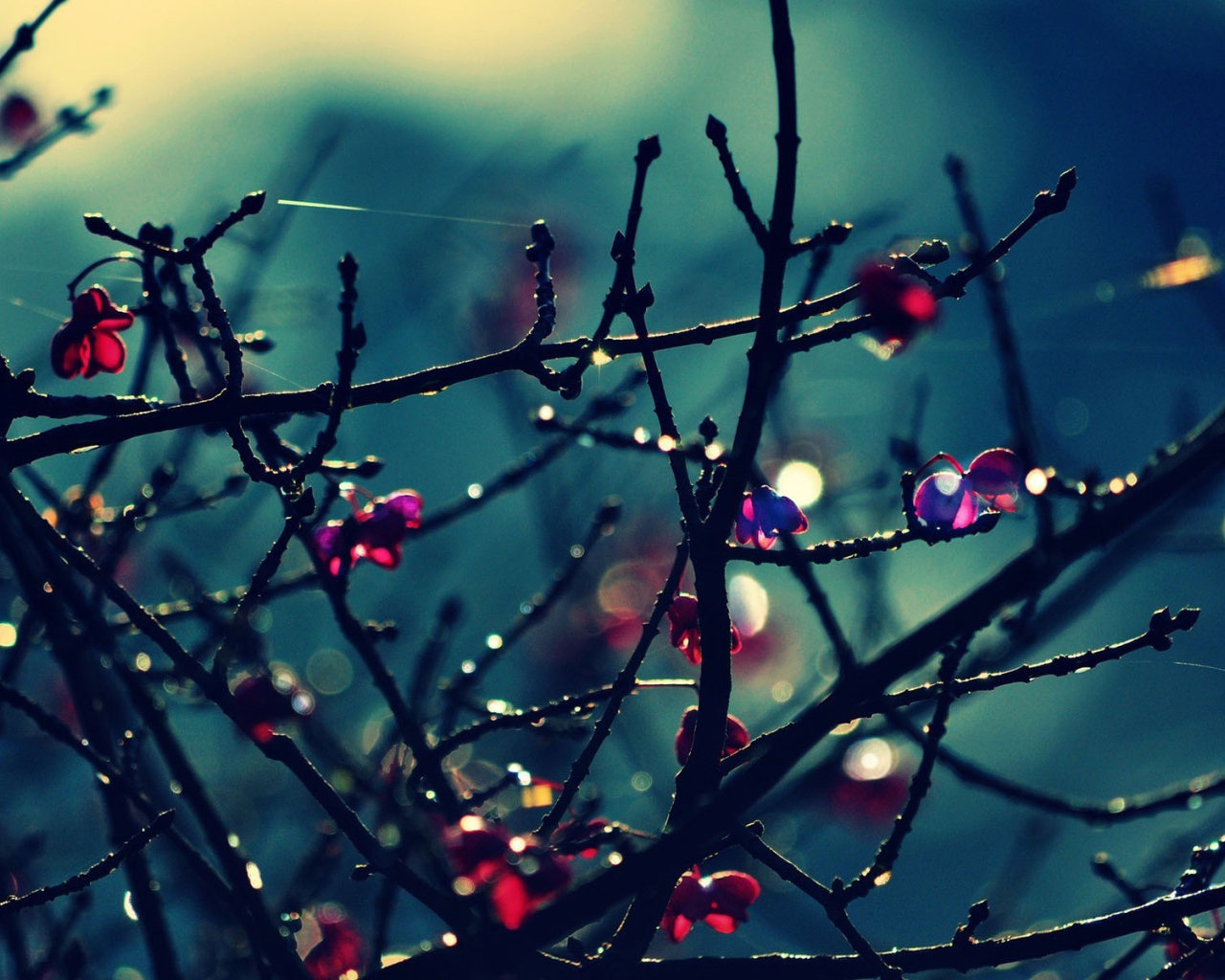 Красные цветы на голых ветках