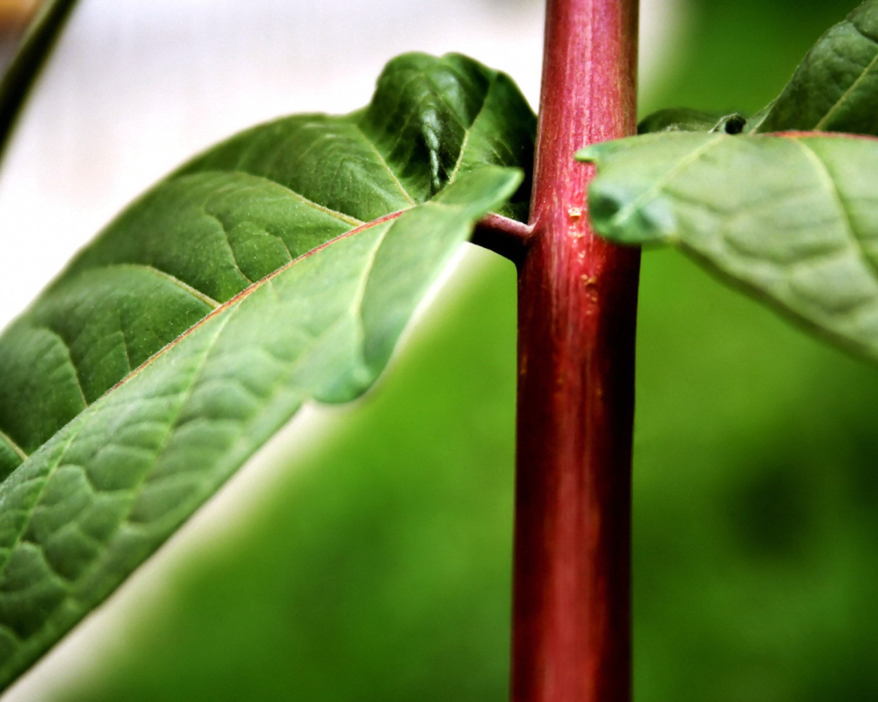 Красный стебель