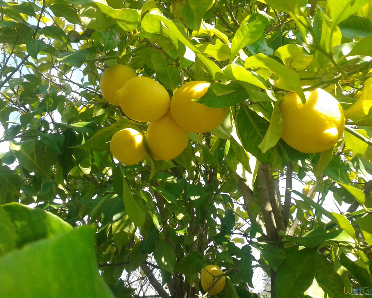 Спелые лимоны на ветках