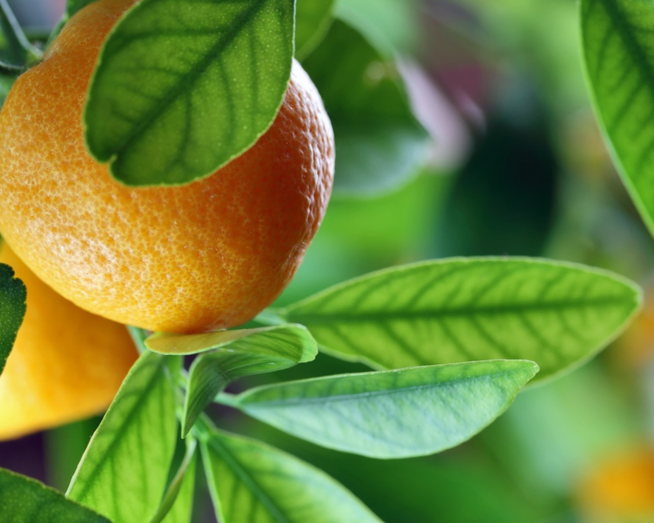 Спелый апельсин на ветке среди зелени