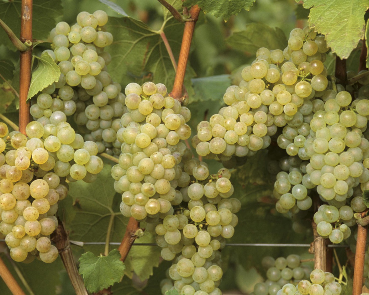 Созревший белый виноград
