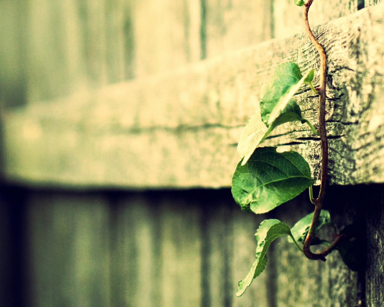 Росток вьется по деревянному забору