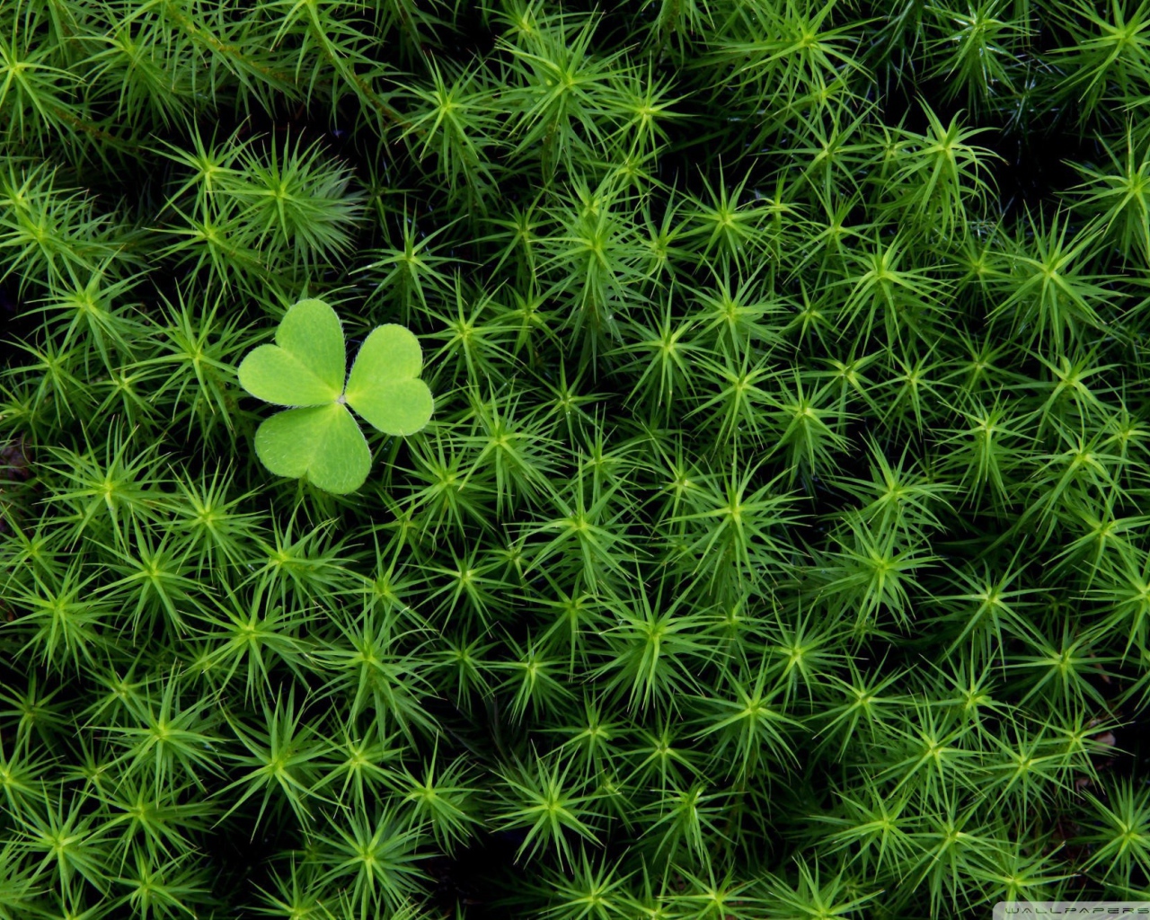 Трилистник среди густой травы