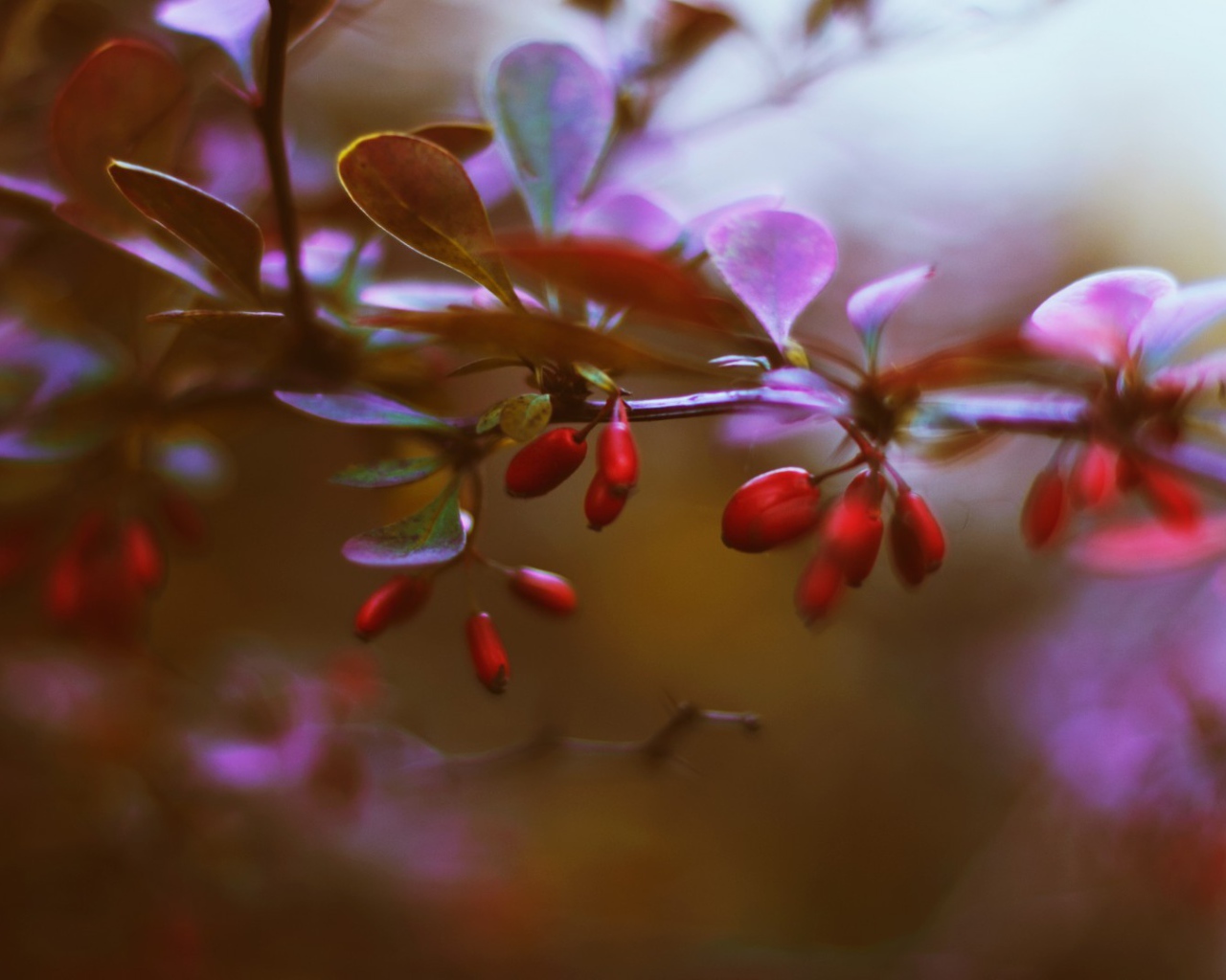 Маленькие красные ягоды на ветке