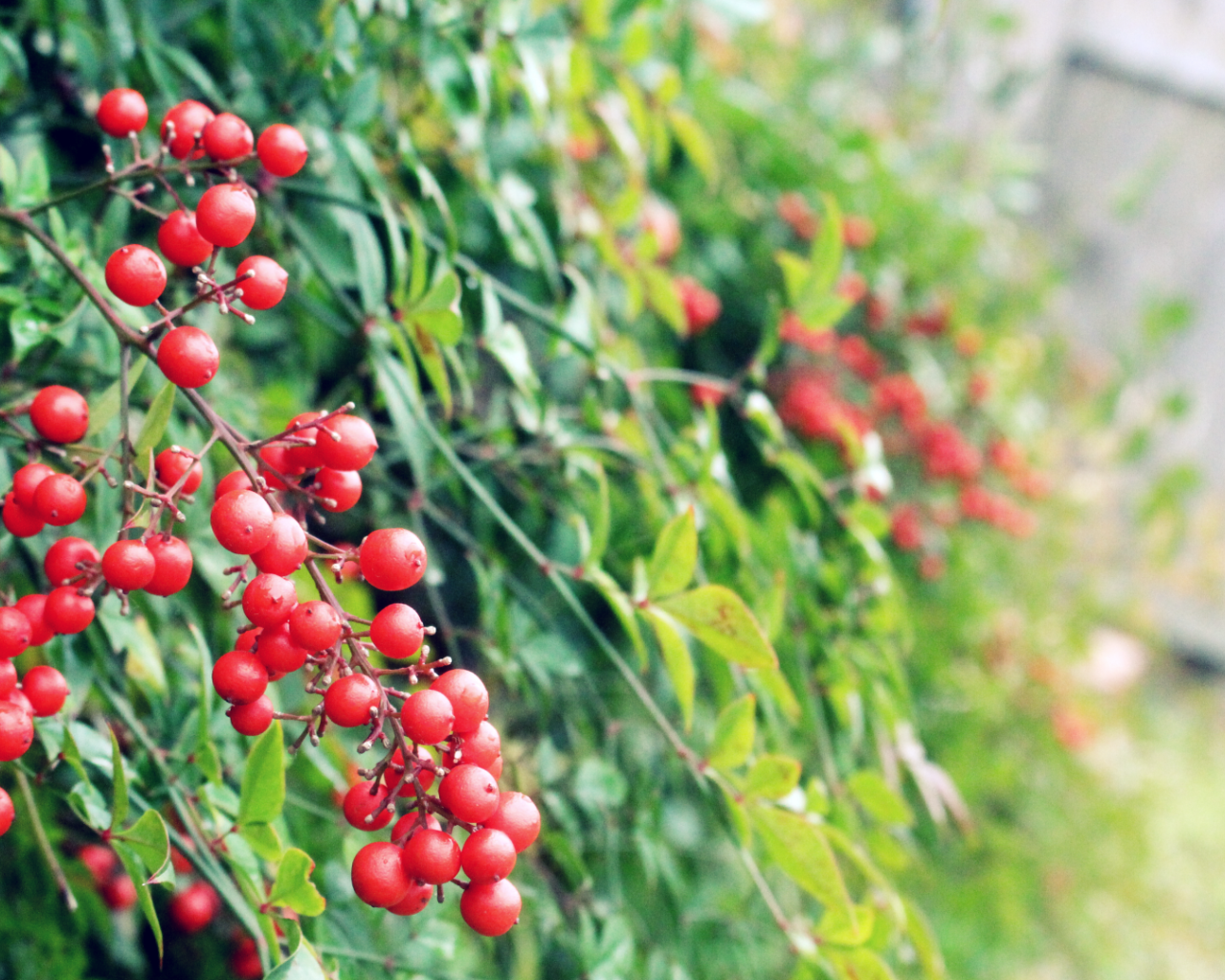 Маленькие красные ягоды на кустах