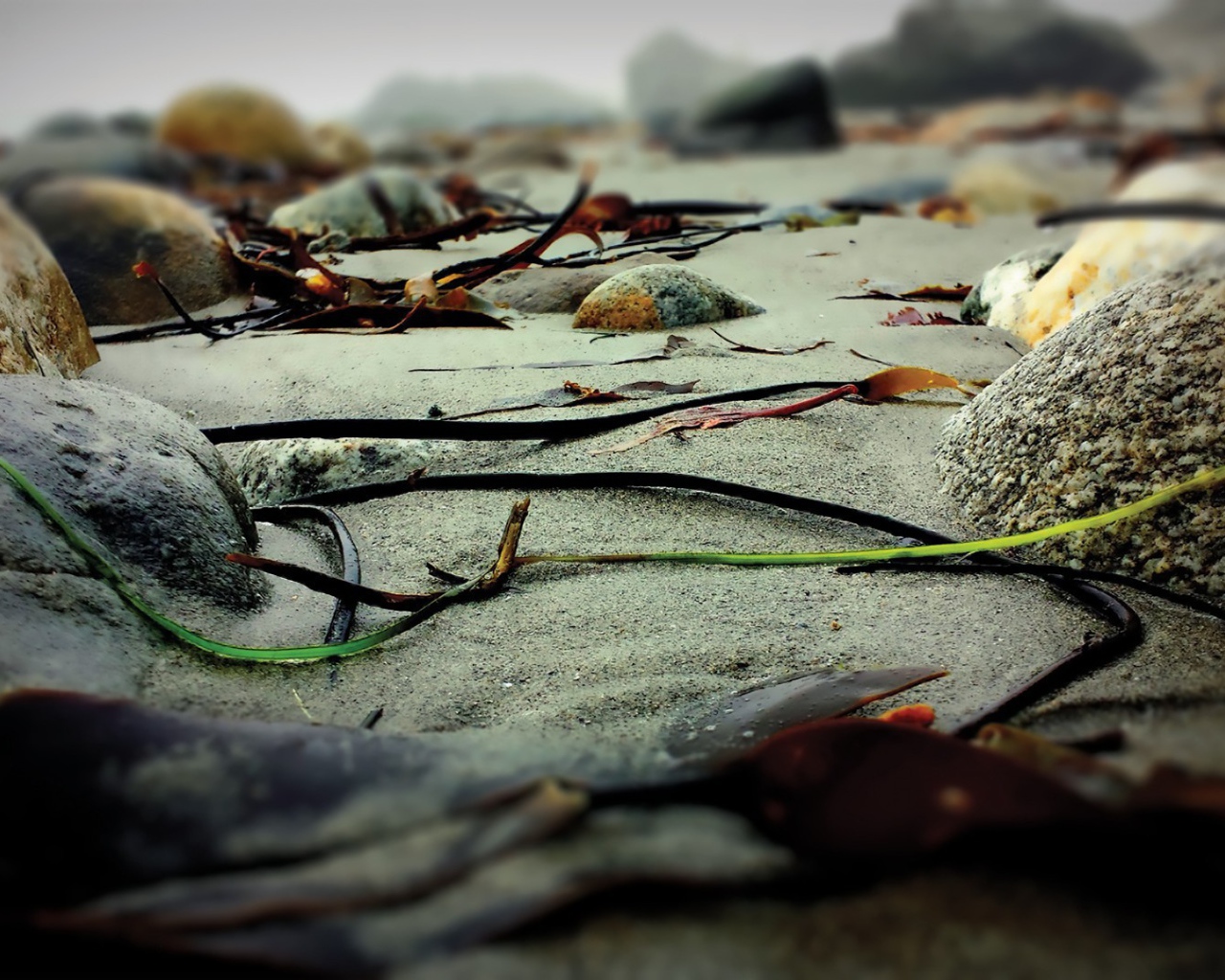 Скудная растительность на камнях скал