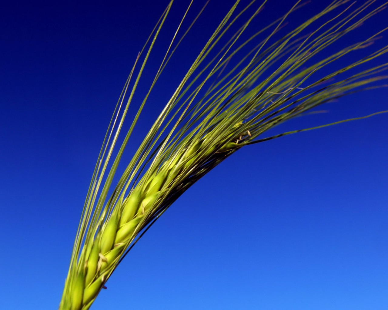 Колос на синем фоне
