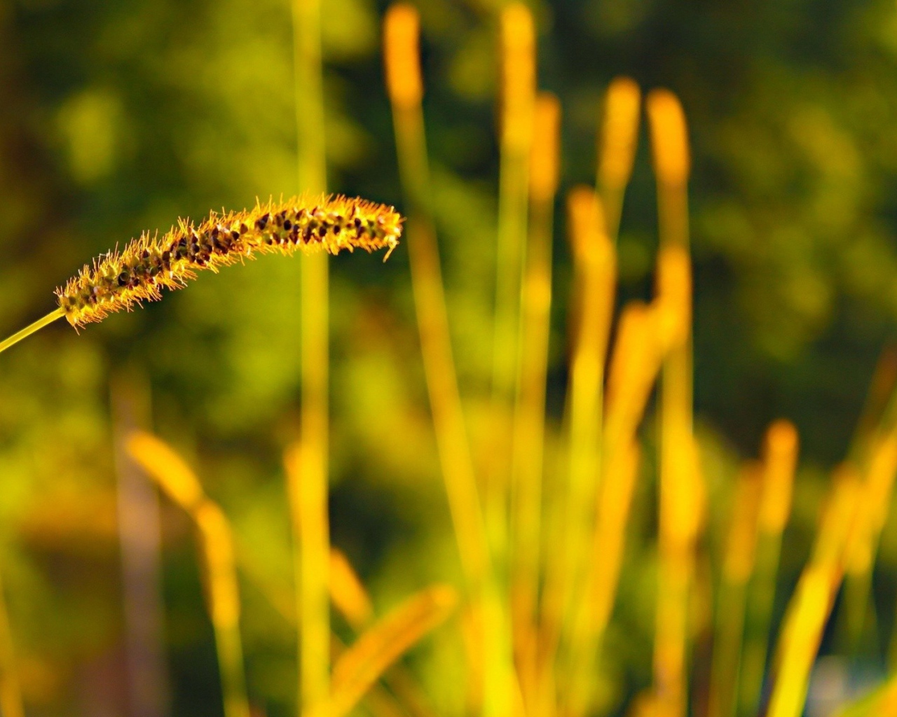 Колосок дикой травы с семенами