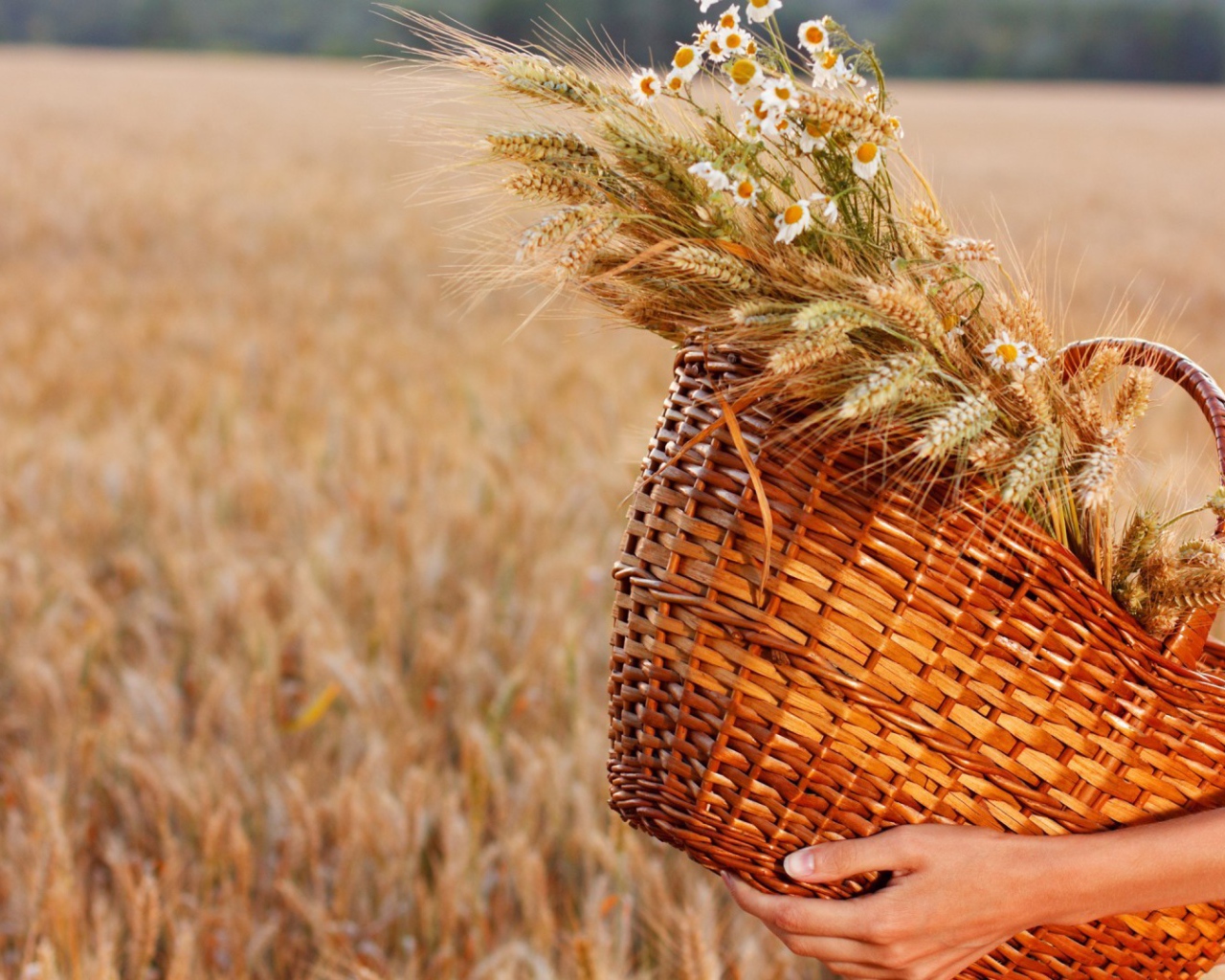 Колоски и ромашки в соломенной корзине