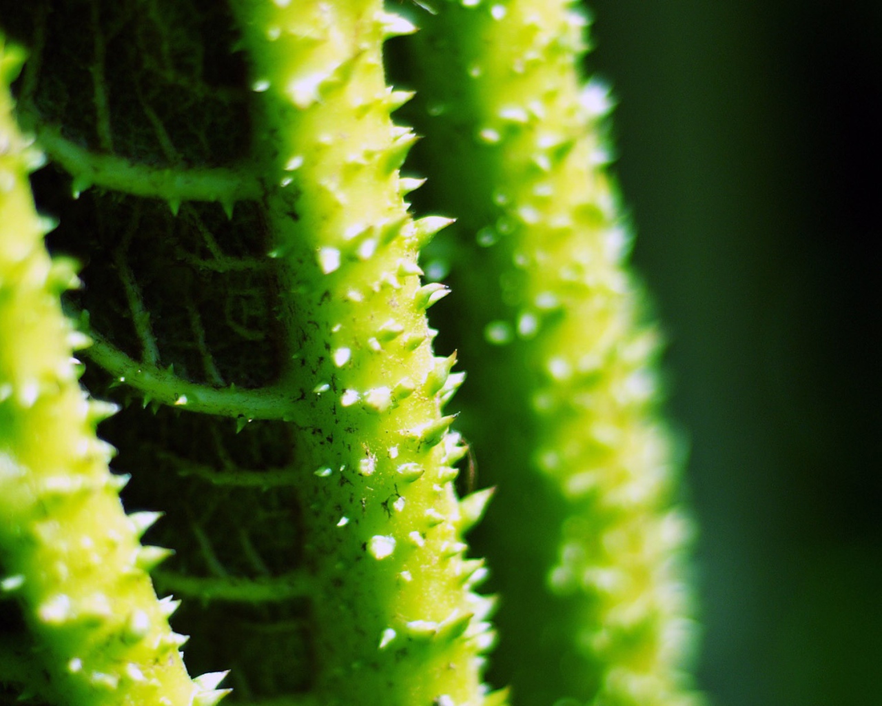 Колючки на зеленых стеблях растения