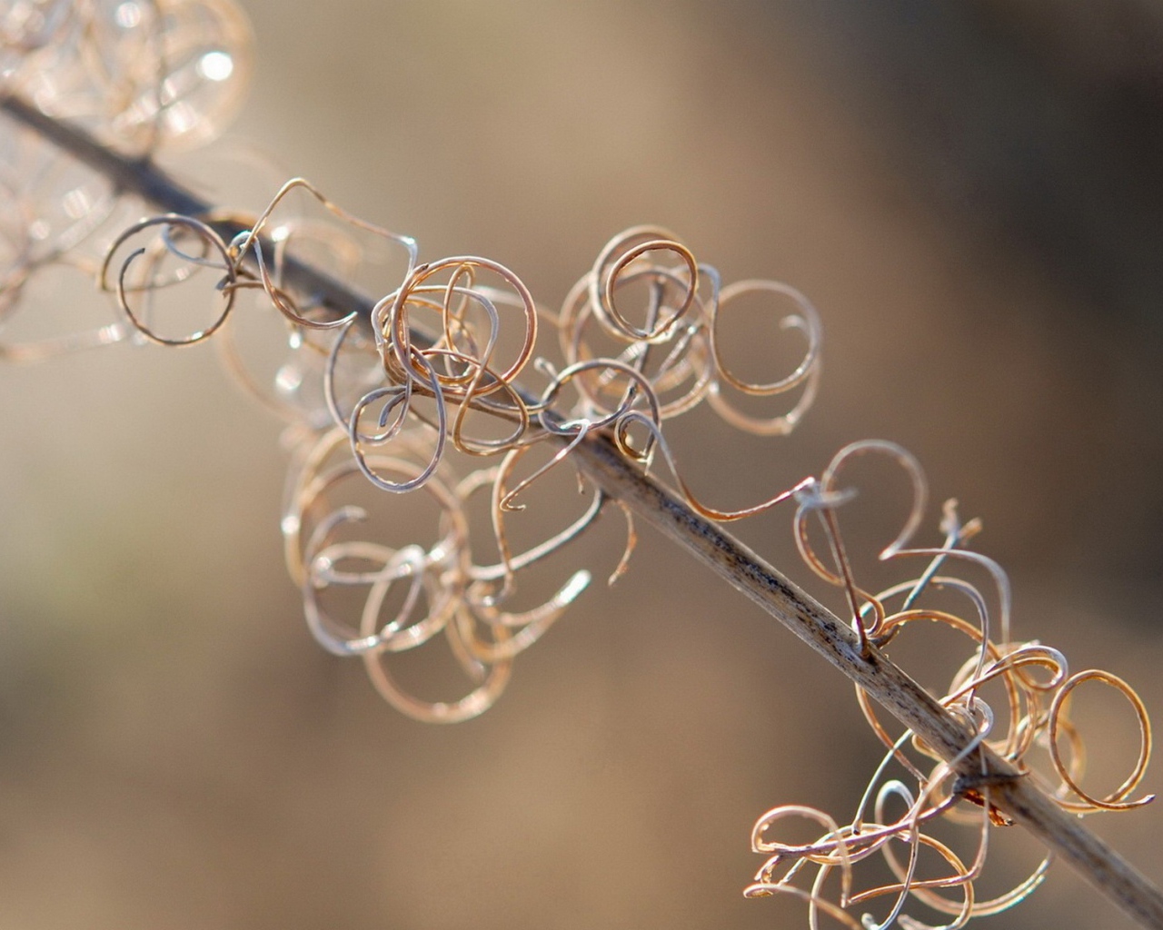 Спирали растения на ветке