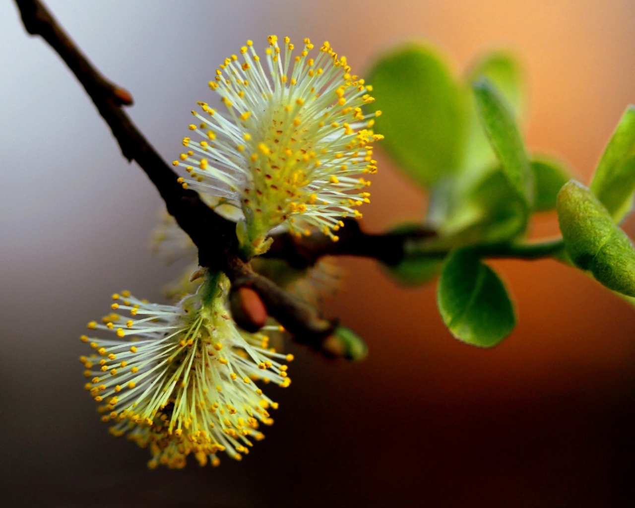 Веточка с первой зеленью и цветами весной